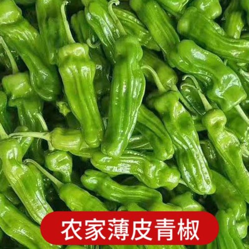 正在大量上市，铃铛克。薄皮辣椒