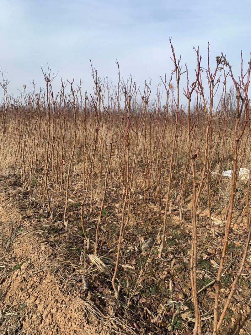 杏树成品苗，金太阳，凯特，果树成品苗，保湿包邮！
