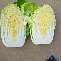 黄心白菜，大棚黄心白菜，兰陵黄心白菜，山东大白菜，