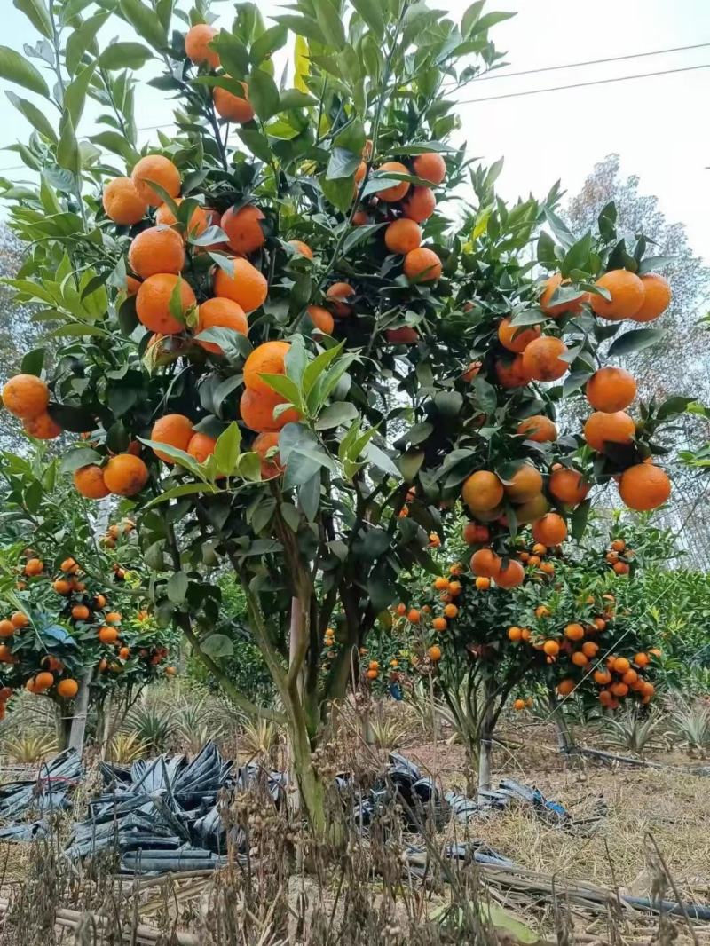 沃柑