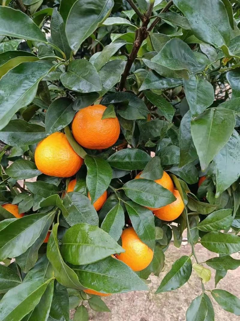 沃柑