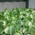 汉中城固菜花，乳白紧花，2-3斤日供货20吨