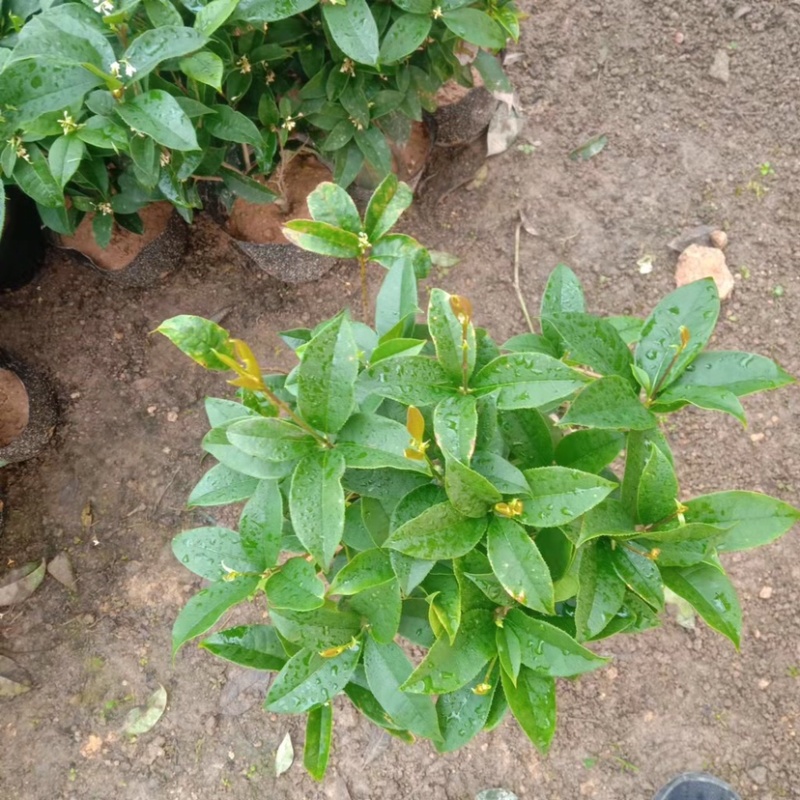 桂花四季桂花盆栽苗成活率高绿化苗花期长产地批发