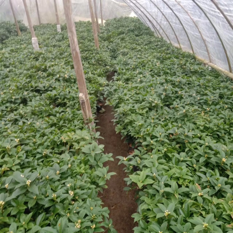 桂花四季桂花盆栽苗成活率高绿化苗花期长产地批发