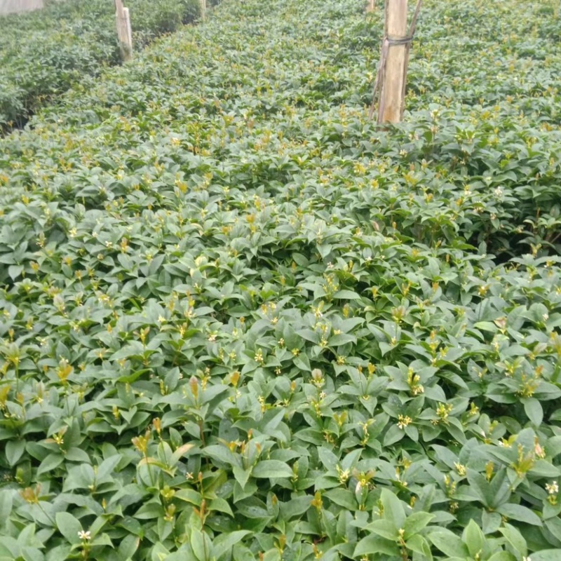 桂花四季桂花盆栽苗成活率高绿化苗花期长产地批发