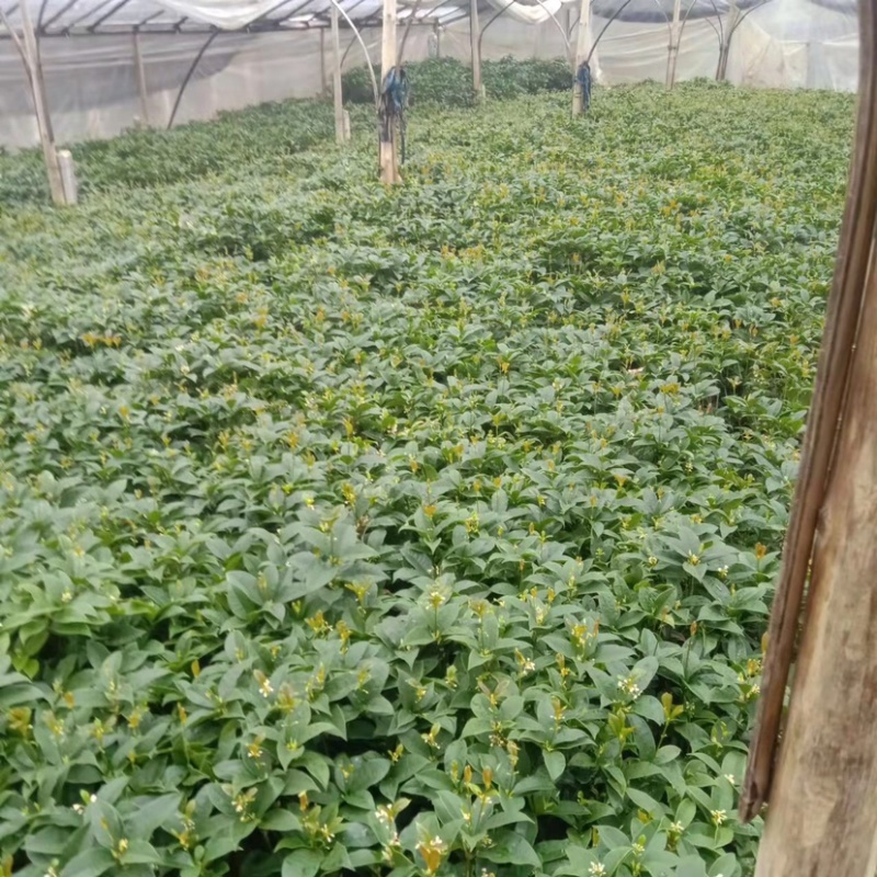 桂花四季桂花盆栽苗成活率高绿化苗花期长产地批发