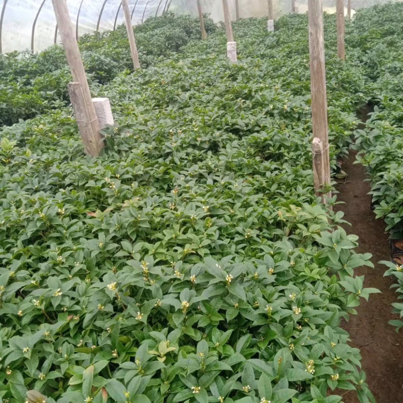 桂花四季桂花盆栽苗成活率高绿化苗花期长产地批发