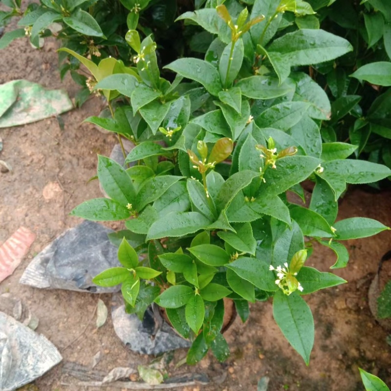 桂花四季桂花盆栽苗成活率高绿化苗花期长产地批发