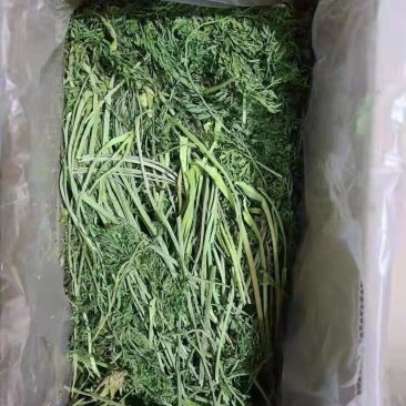 兔子饲草，紫花苜蓿