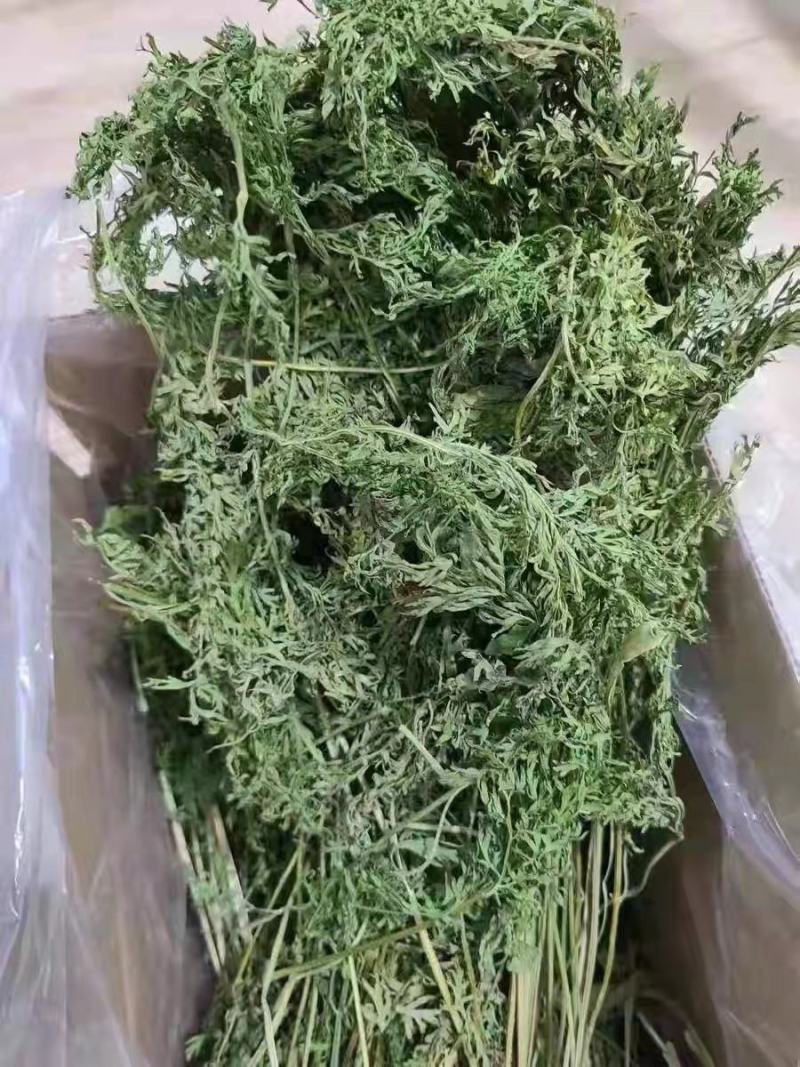 兔子饲草，紫花苜蓿