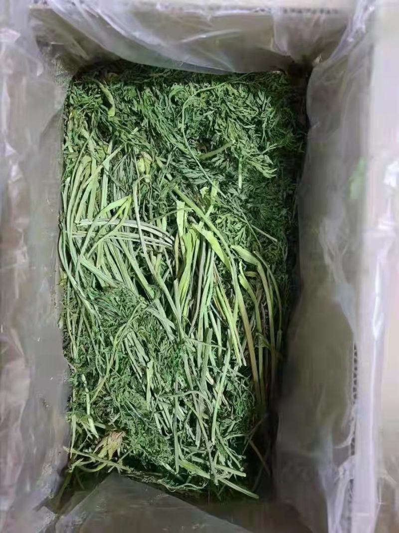 兔子饲草，紫花苜蓿