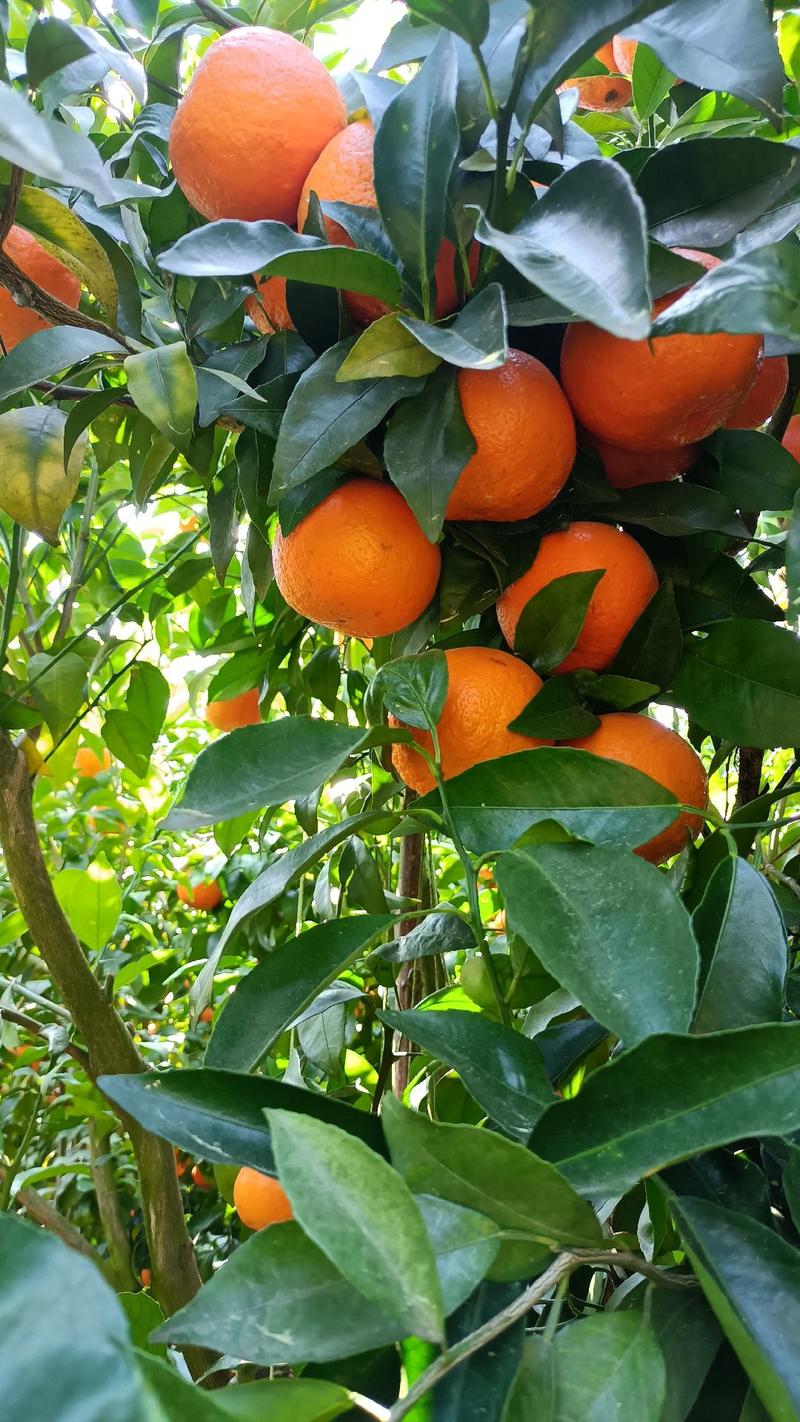 云南沃柑橘子，新鲜当季水果，甜度很好，支持线上交易