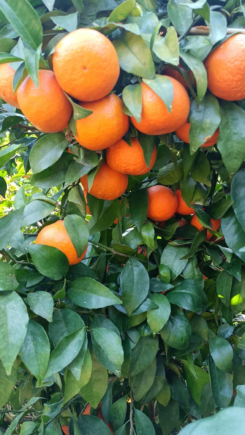 云南沃柑橘子，新鲜当季水果，甜度很好，支持线上交易