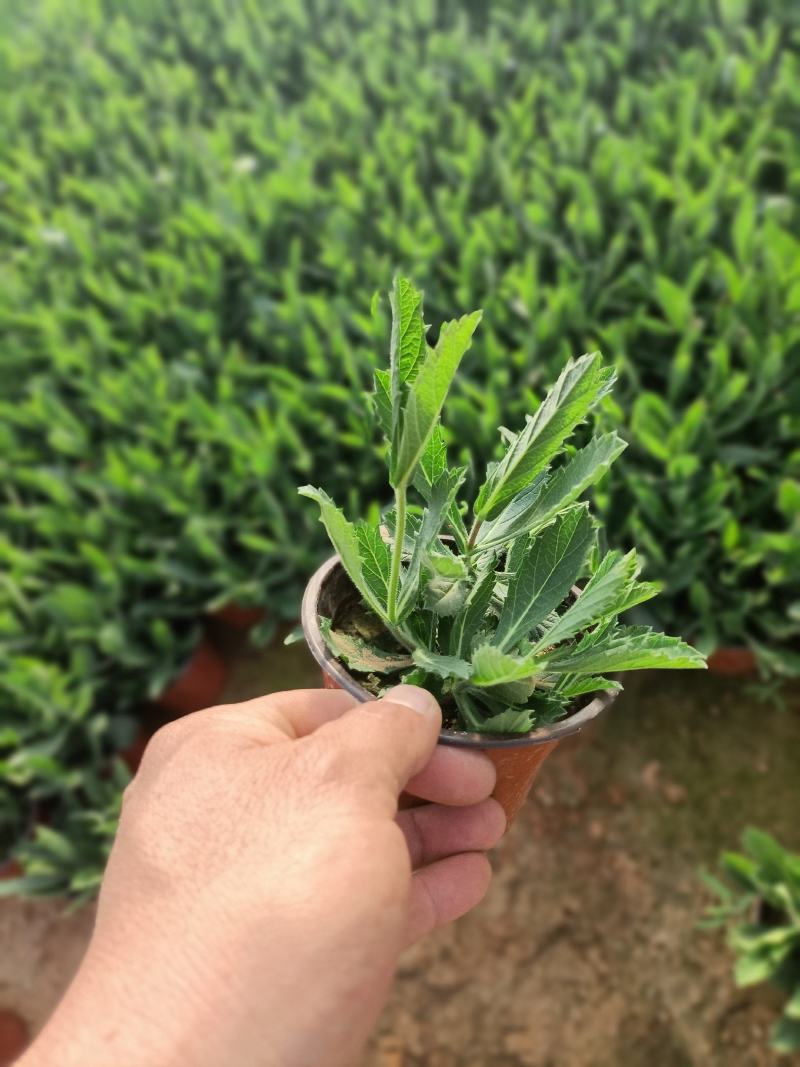 双色盆马鞭草
