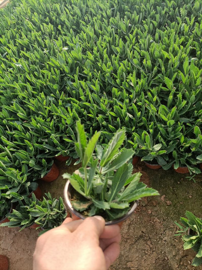 双色盆马鞭草