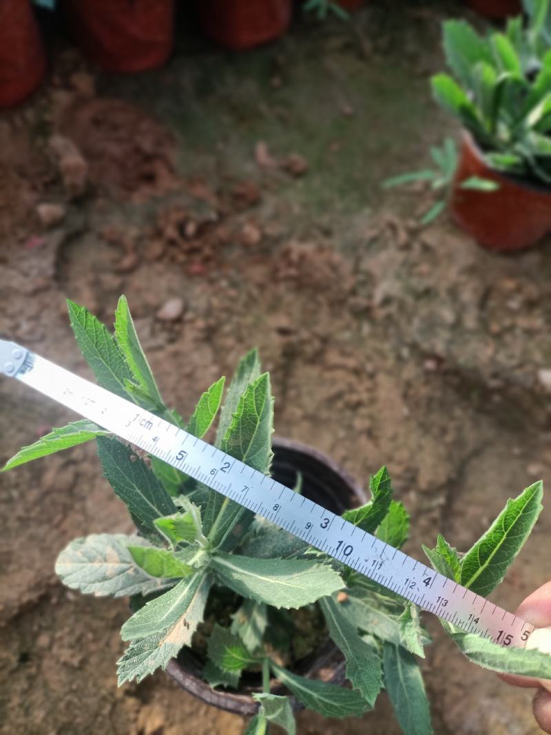 双色盆马鞭草