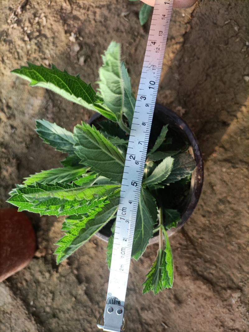双色盆马鞭草