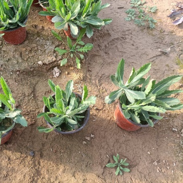 双色盆马鞭草