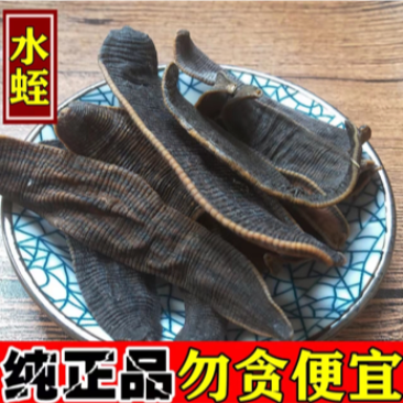 水蛭干货回收，水蛭苗，蚂蝗苗幼年开口苗批发欢迎实地考察