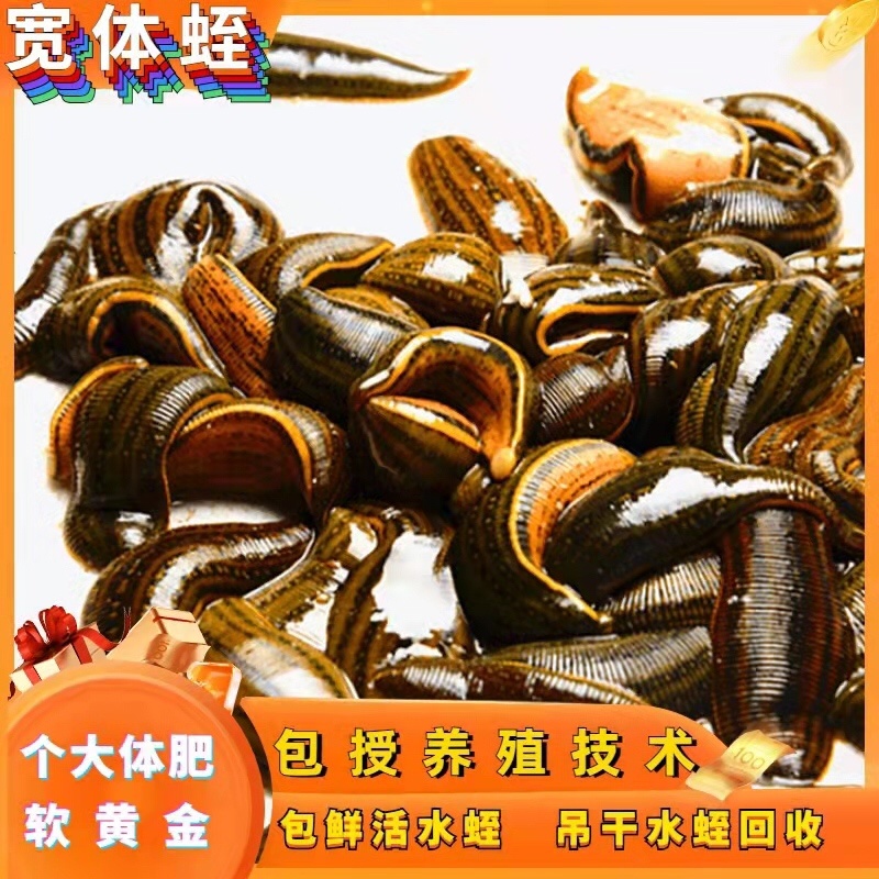 水蛭干货回收，水蛭苗，蚂蝗苗幼年开口苗批发欢迎实地考察