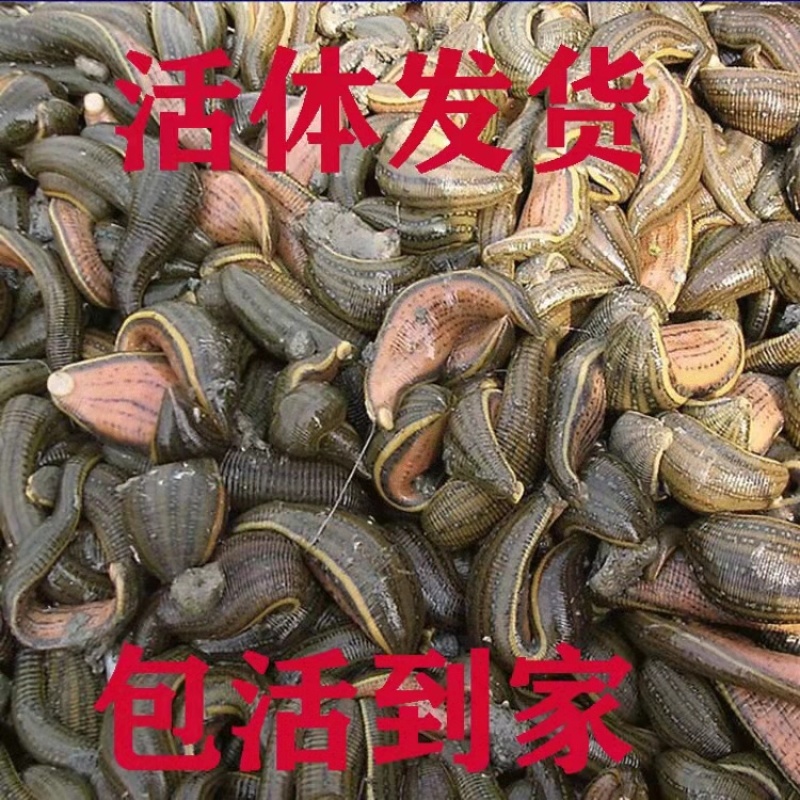 水蛭干货回收，水蛭苗，蚂蝗苗幼年开口苗批发欢迎实地考察