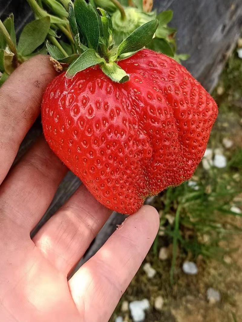 巧克力草莓