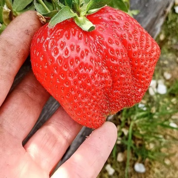 巧克力草莓