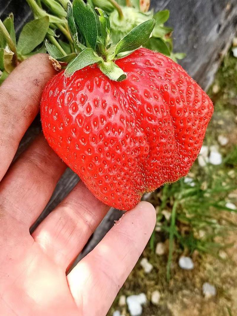 巧克力草莓