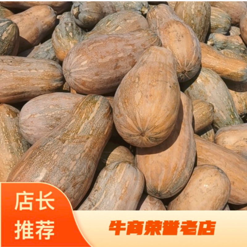 海南临高精品金韩密本南瓜，货源充足，一手货源，实力代办