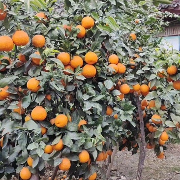 四川雅安石棉黄果柑，