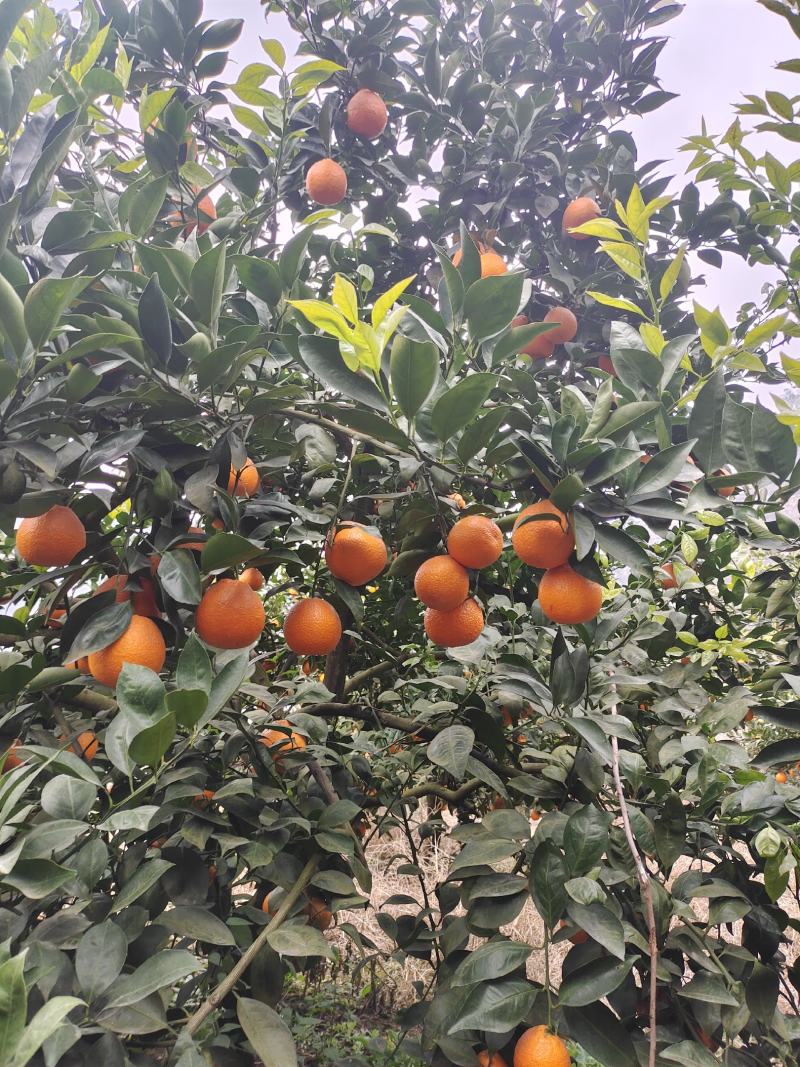 四川雅安石棉黄果柑，