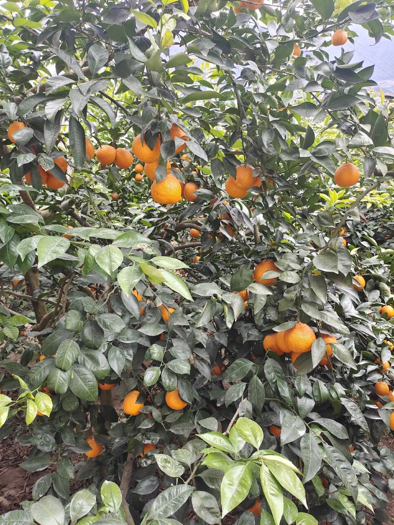 四川雅安石棉黄果柑，