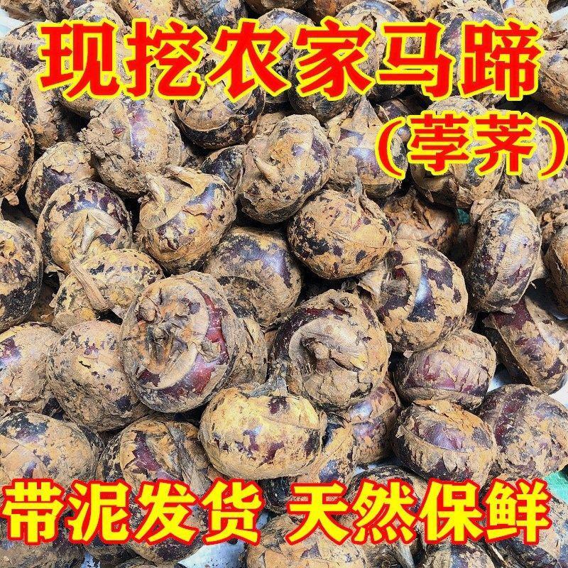 马蹄精品产地直发一手货源个头大口感甜提供打包上车欢迎选购