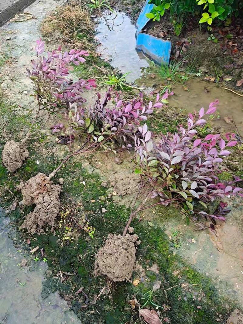 湖南红花继木小苗黑珍珠苗红继木大小杯苗红继木毛球，货源充足