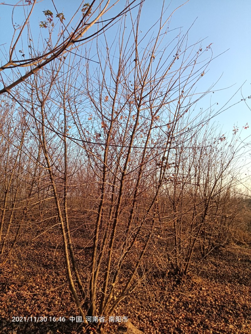 小规格丛生元宝枫，落地冠。