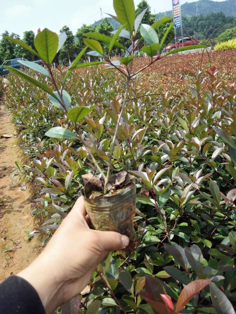 供湖南红叶石楠苗，红叶石楠杯苗20-200cn红叶石楠球