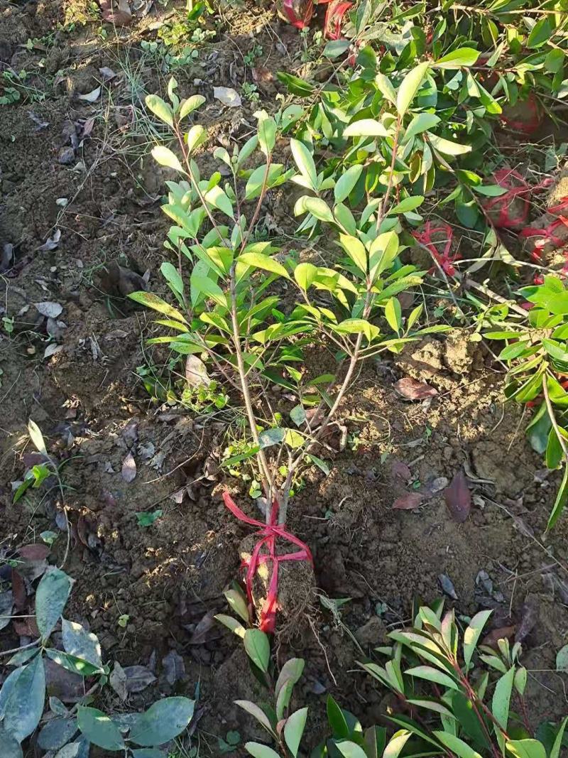供湖南红叶石楠苗，红叶石楠杯苗20-200cn红叶石楠球
