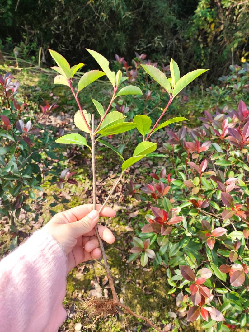 供湖南红叶石楠苗，红叶石楠杯苗20-200cn红叶石楠球