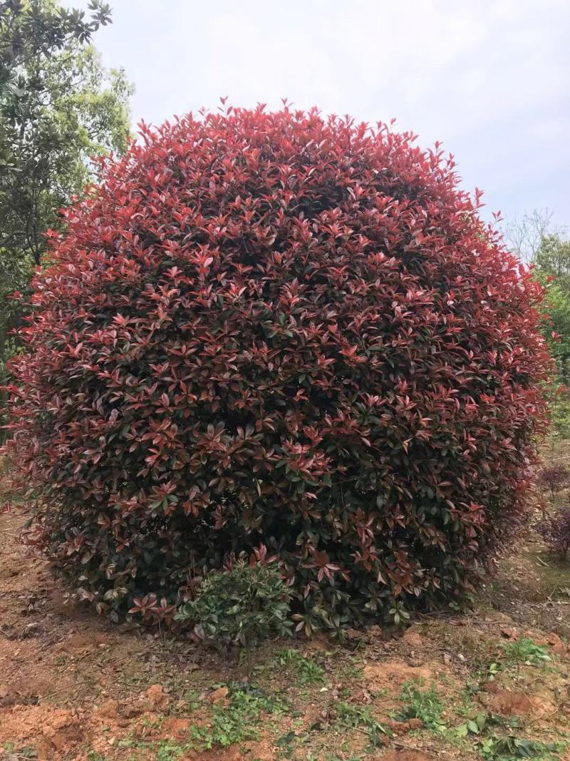 供湖南红叶石楠苗，红叶石楠杯苗20-200cn红叶石楠球