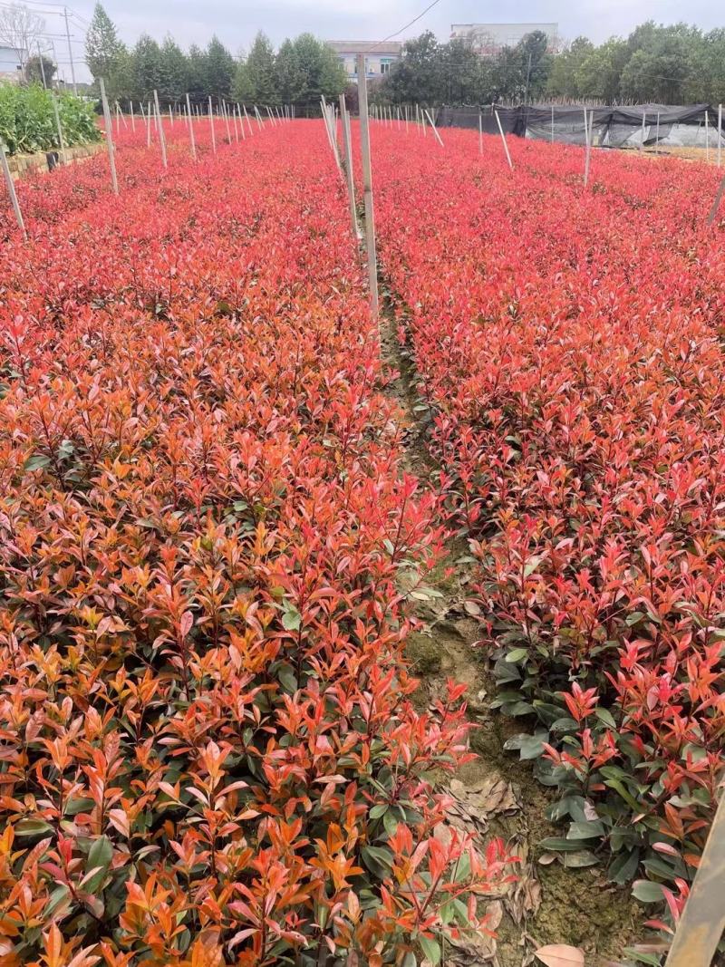 供湖南红叶石楠苗，红叶石楠杯苗20-200cn红叶石楠球