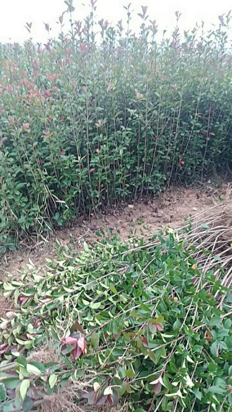 供湖南红叶石楠苗，红叶石楠杯苗20-200cn红叶石楠球
