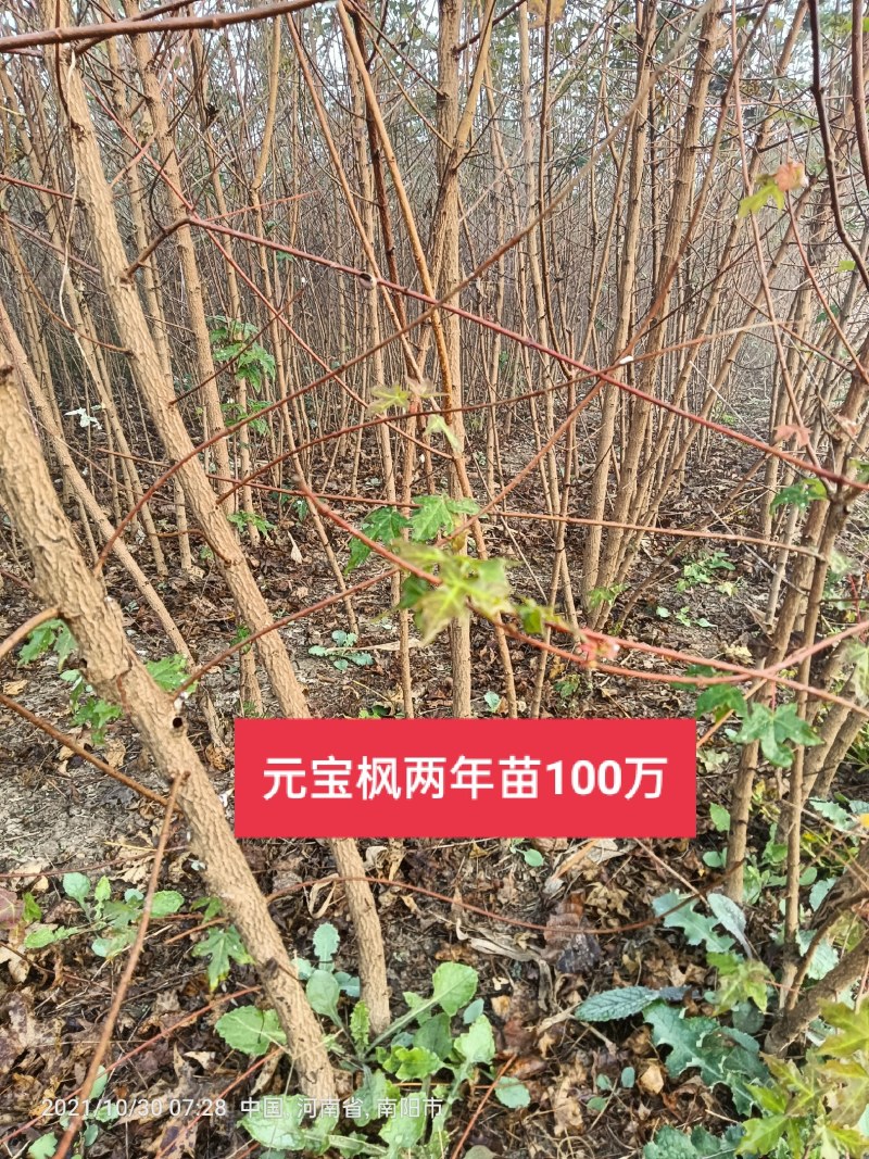 元宝枫两年苗，黑土田苗。