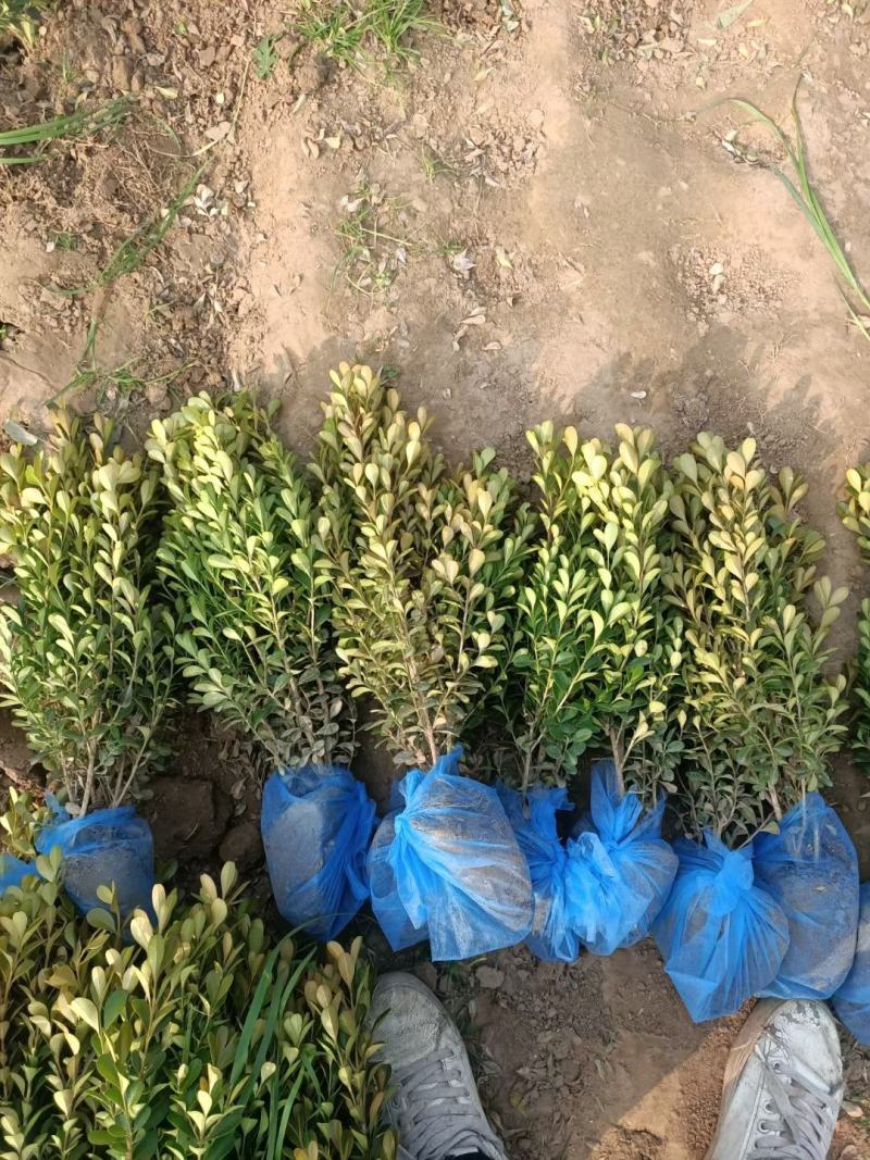 小叶黄杨种植基地，品质如一，大量上市！急售！