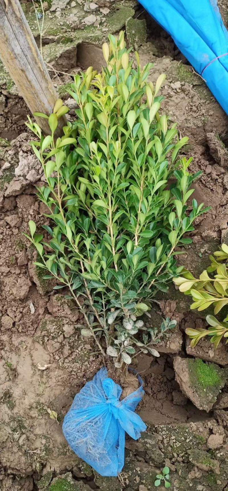 小叶黄杨种植基地，品质如一，大量上市！急售！