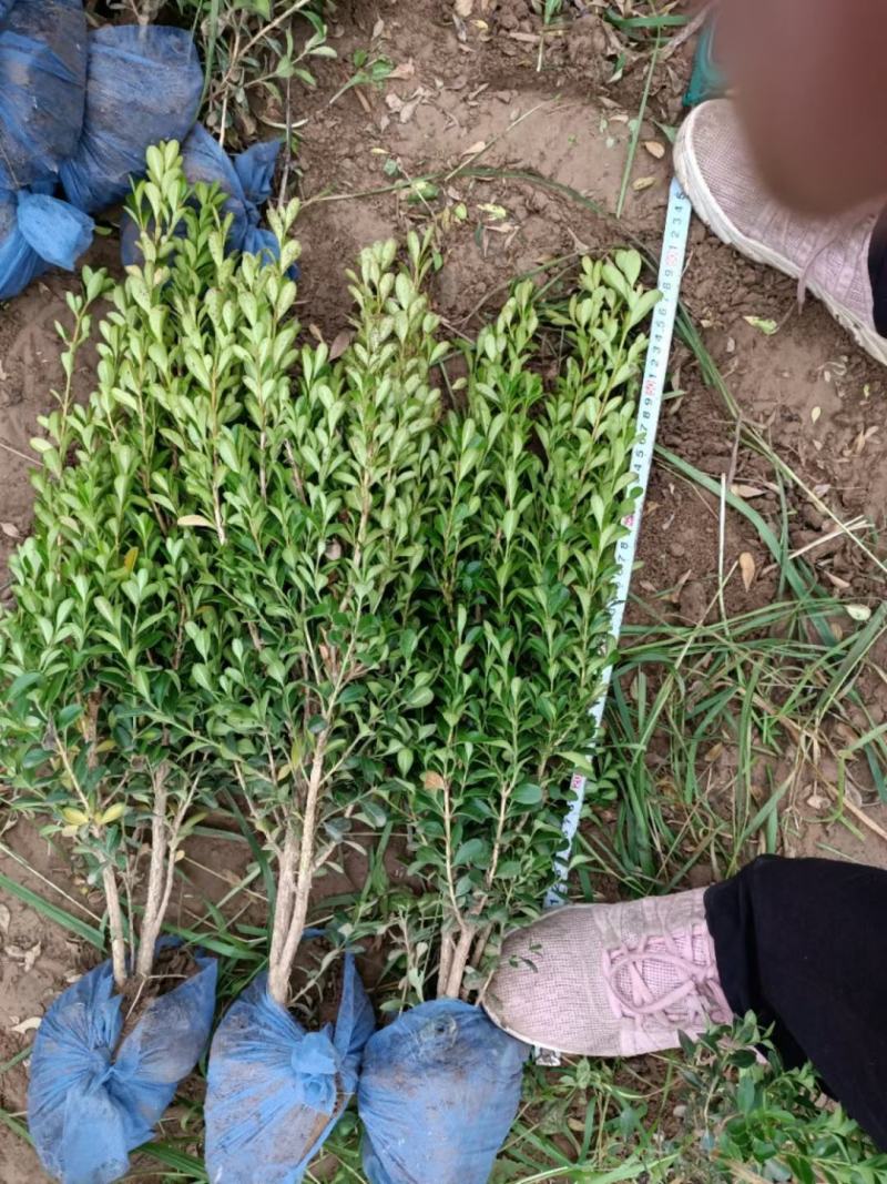 小叶黄杨种植基地，品质如一，大量上市！急售！