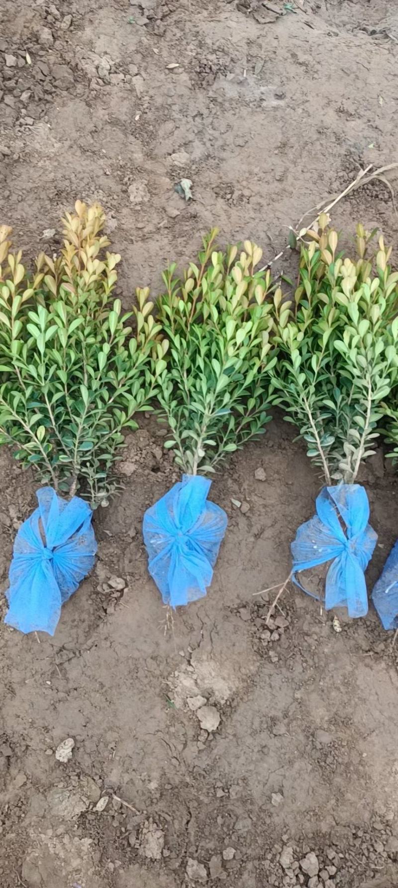 小叶黄杨种植基地，品质如一，大量上市！急售！