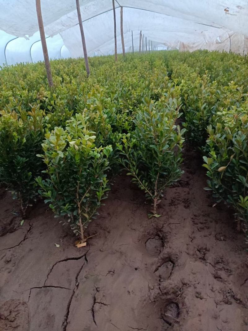 小叶黄杨种植基地，品质如一，大量上市！急售！