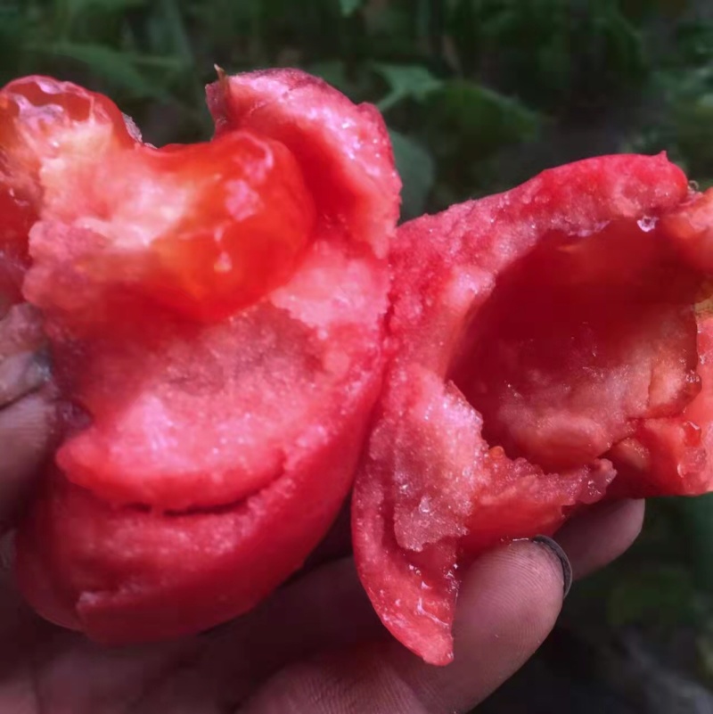 口感型西红柿🍅