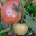 口感型西红柿🍅