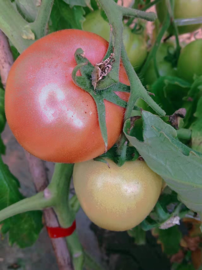 口感型西红柿🍅